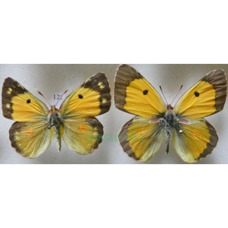 Colias croceus (Geoffroy, 1785) pair Szlaczkoń sylwetnik Croatia12f